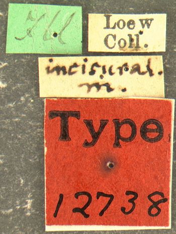 Media type: image;   Entomology 12738 Aspect: labels
